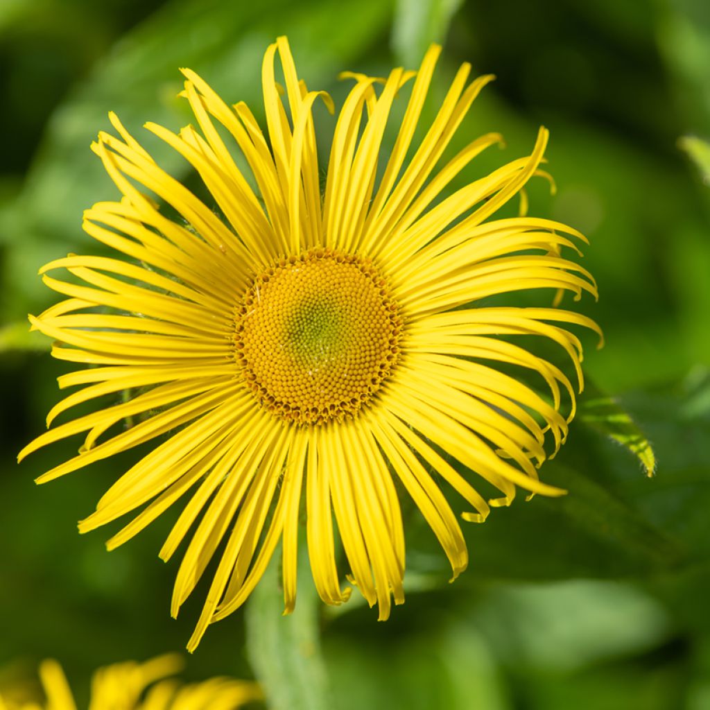 Inula helenium - Enula campana