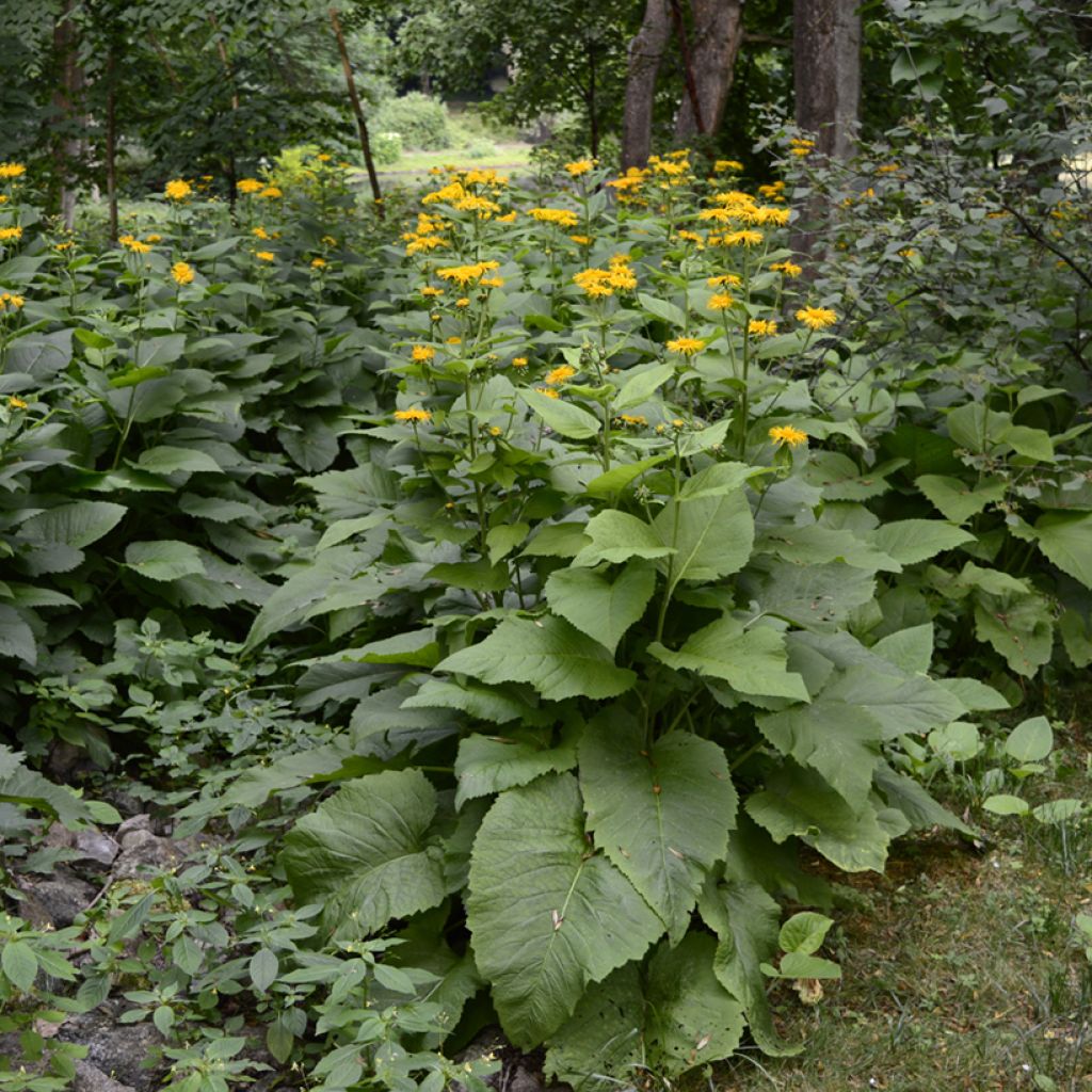 Inula helenium - Enula campana