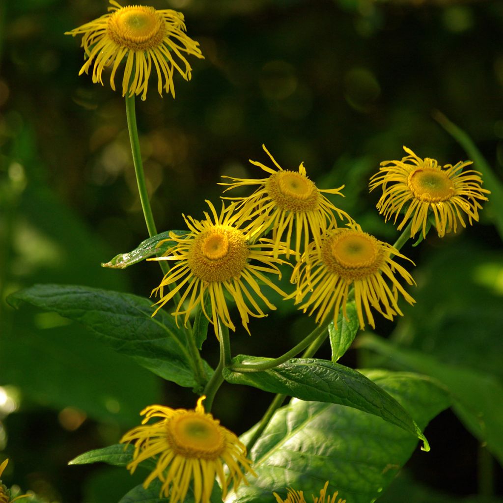 Inula magnifica - Enula