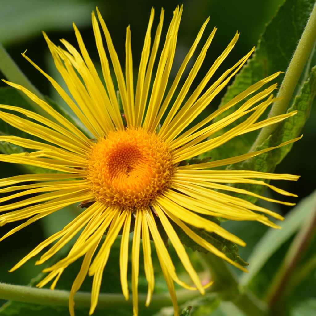 Inula magnifica - Enula