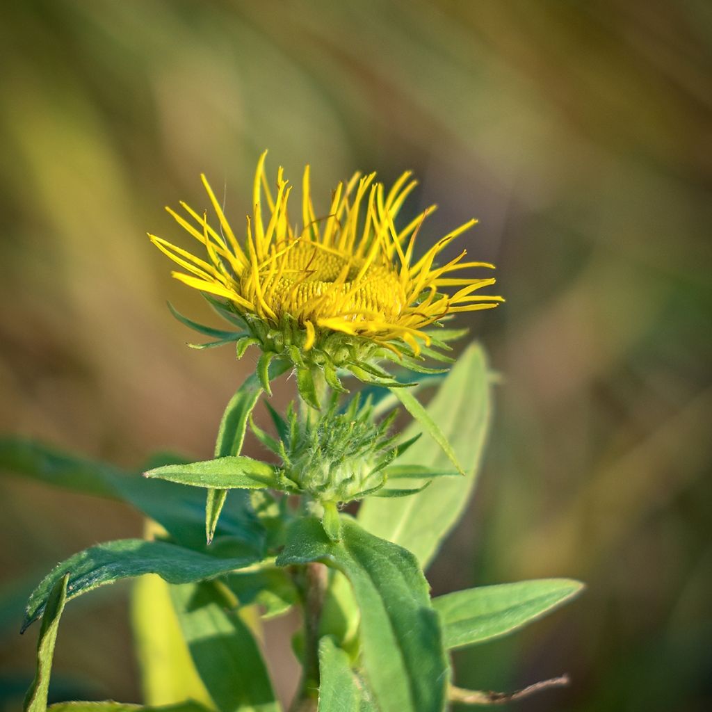 Inula magnifica - Enula