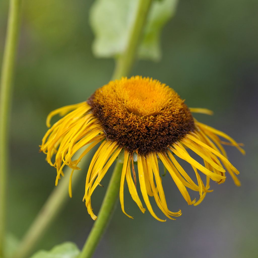 Inula magnifica - Enula