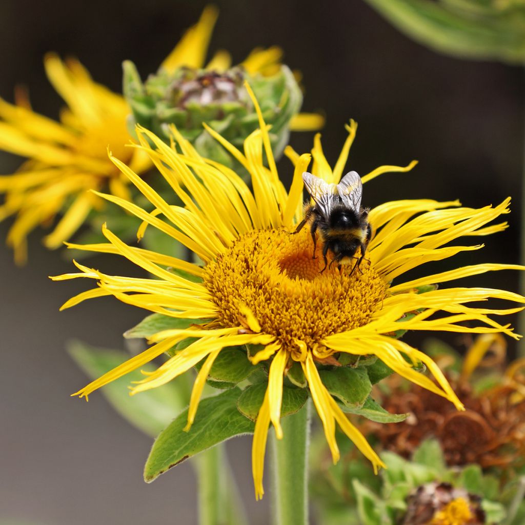 Inula magnifica - Enula