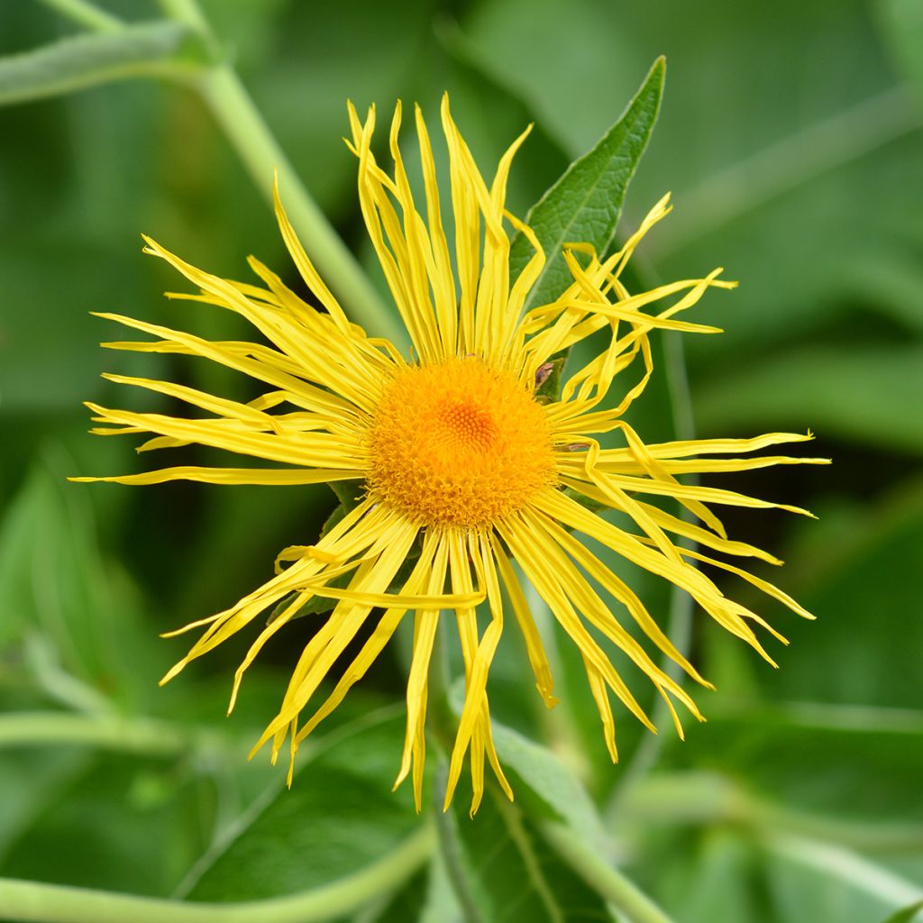 Inula magnifica - Enula