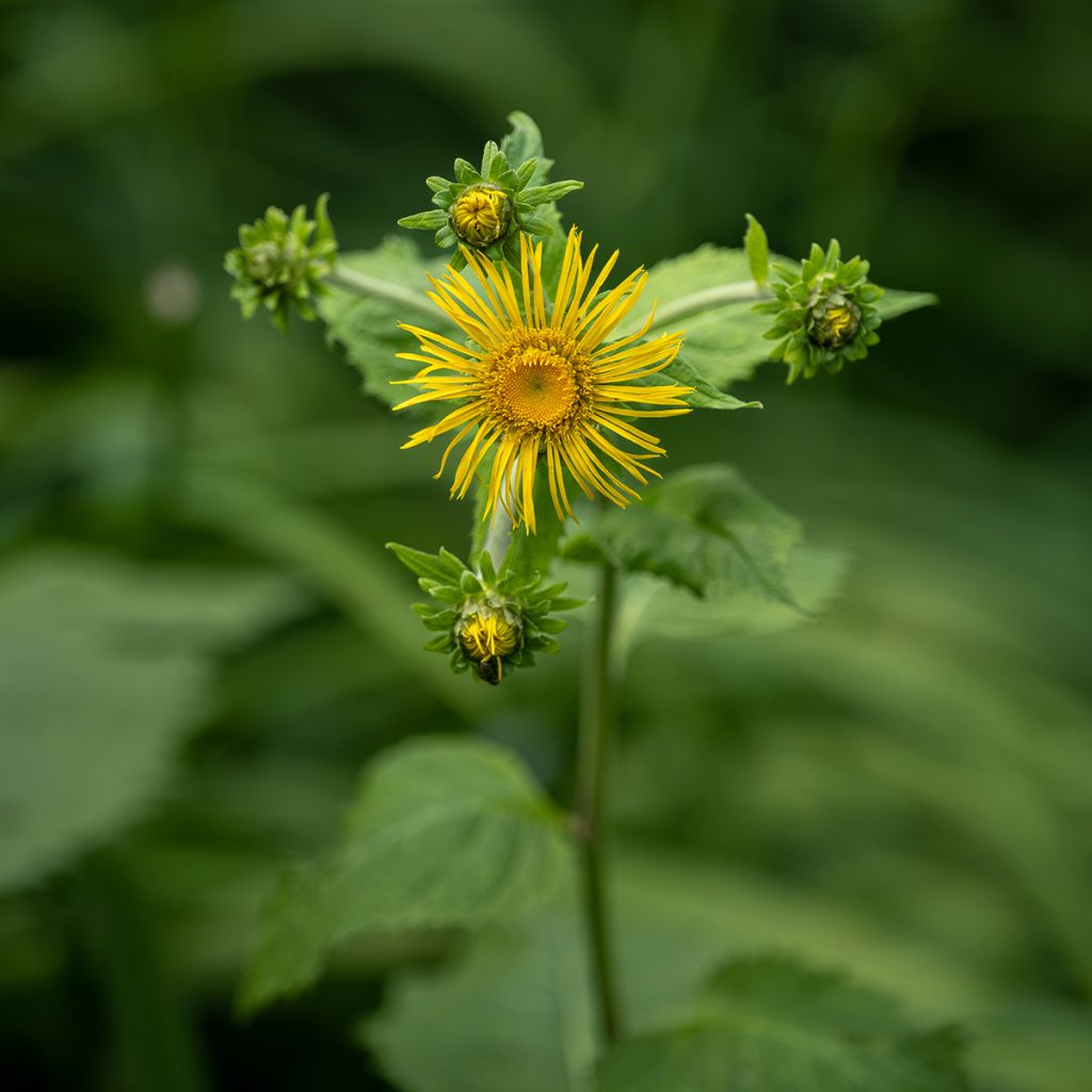 Inula racemosa Sonnenspeer - Enula