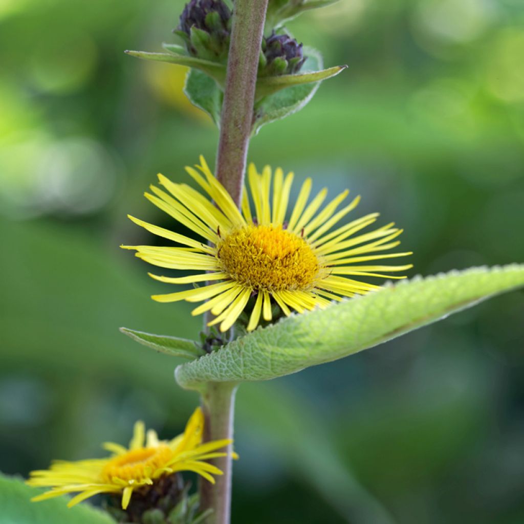 Inula racemosa Sonnenspeer - Enula