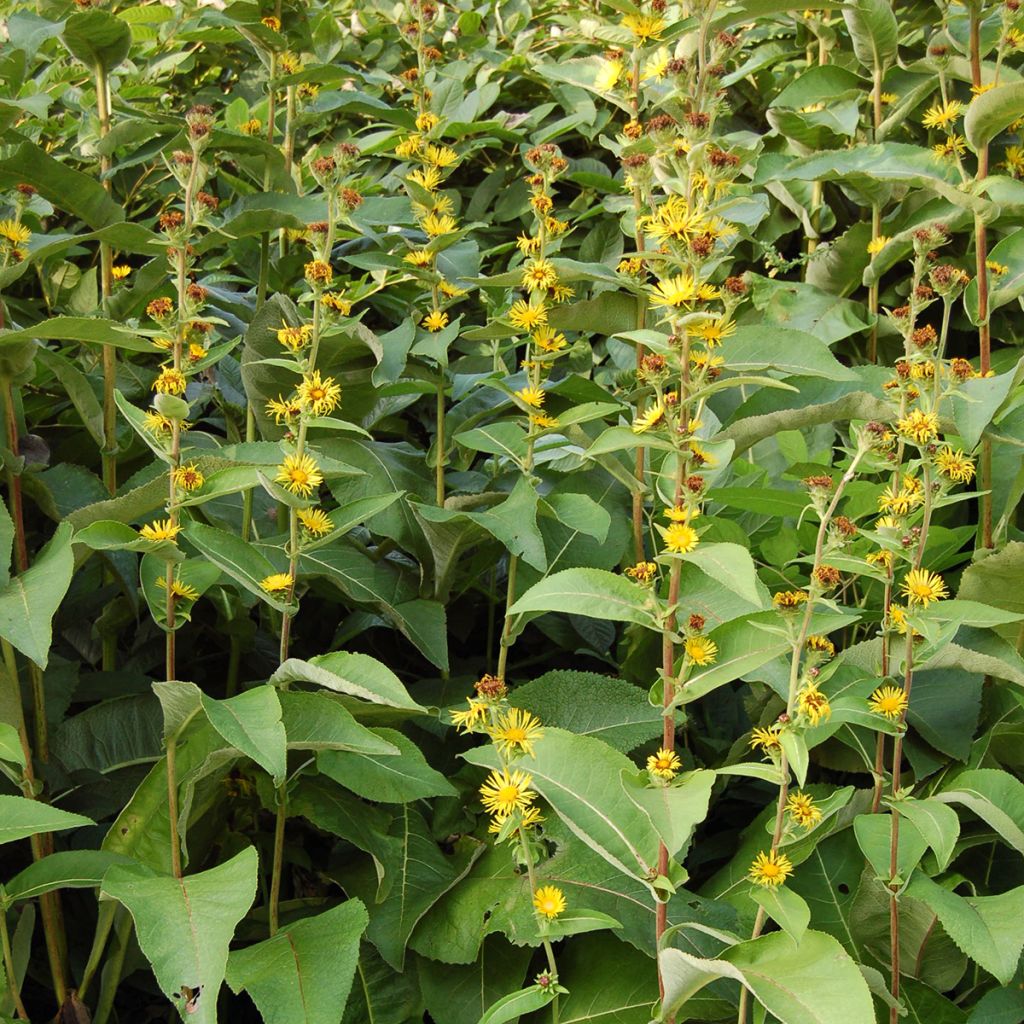 Inula racemosa Sonnenspeer - Enula