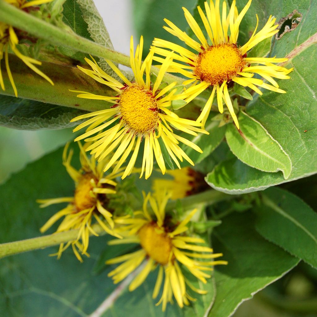 Inula racemosa Sonnenspeer - Enula