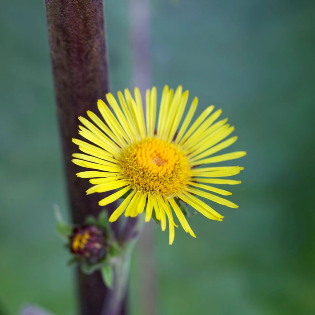 Inula racemosa Sonnenspeer - Enula