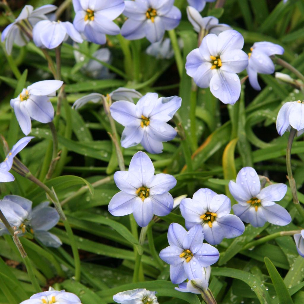 Ipheion Rolf-Fiedler