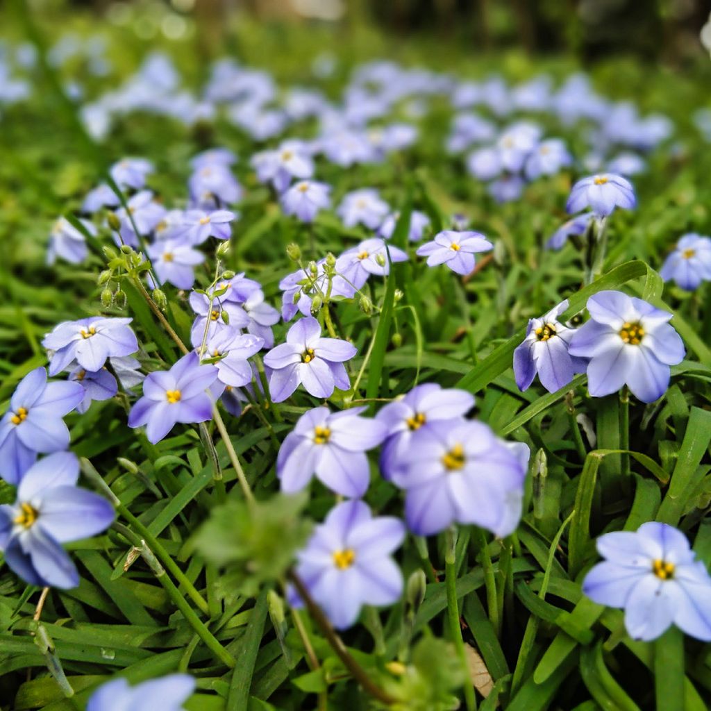 Ipheion Rolf Fiedler