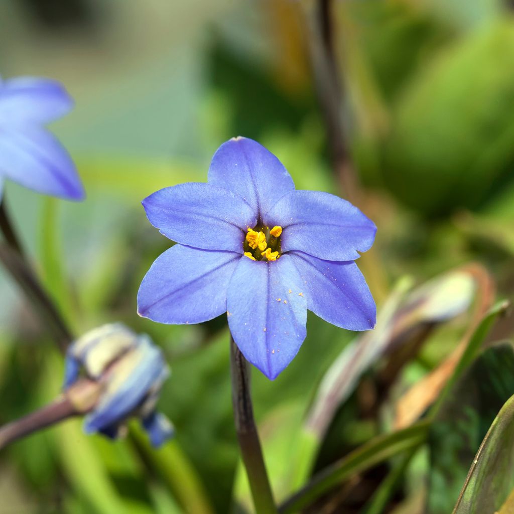 Ipheion uniflorum Jessie