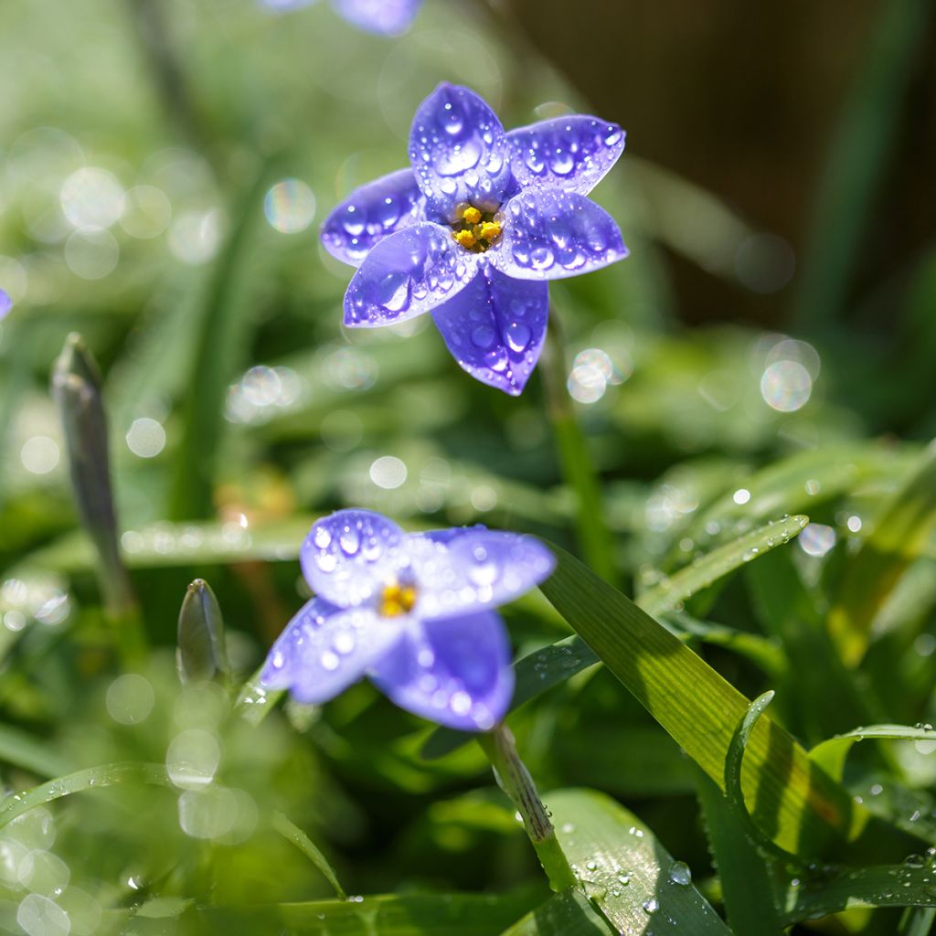 Ipheion uniflorum Jessie