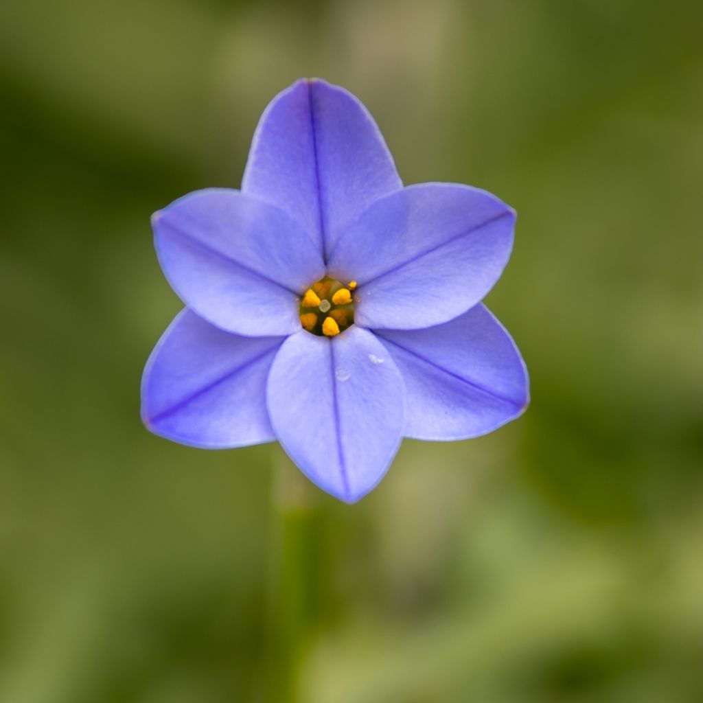 Ipheion uniflorum Jessie