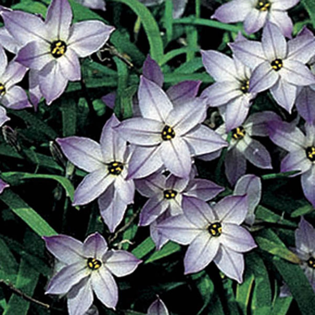 Ipheion uniflorum Wisley Blue