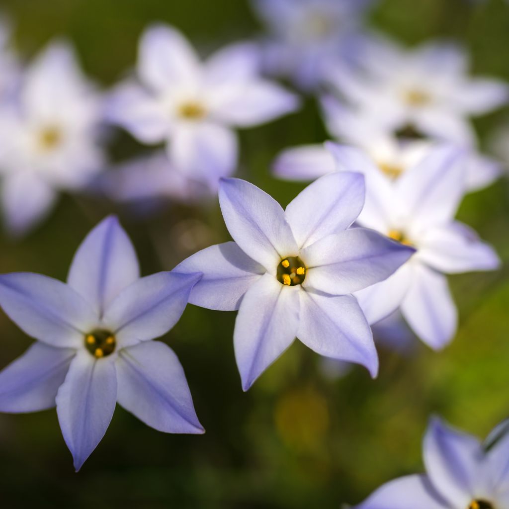 Ipheion uniflorum