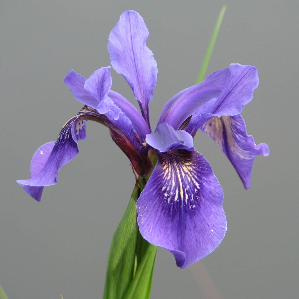 Iris bulleyana - Giaggiolo