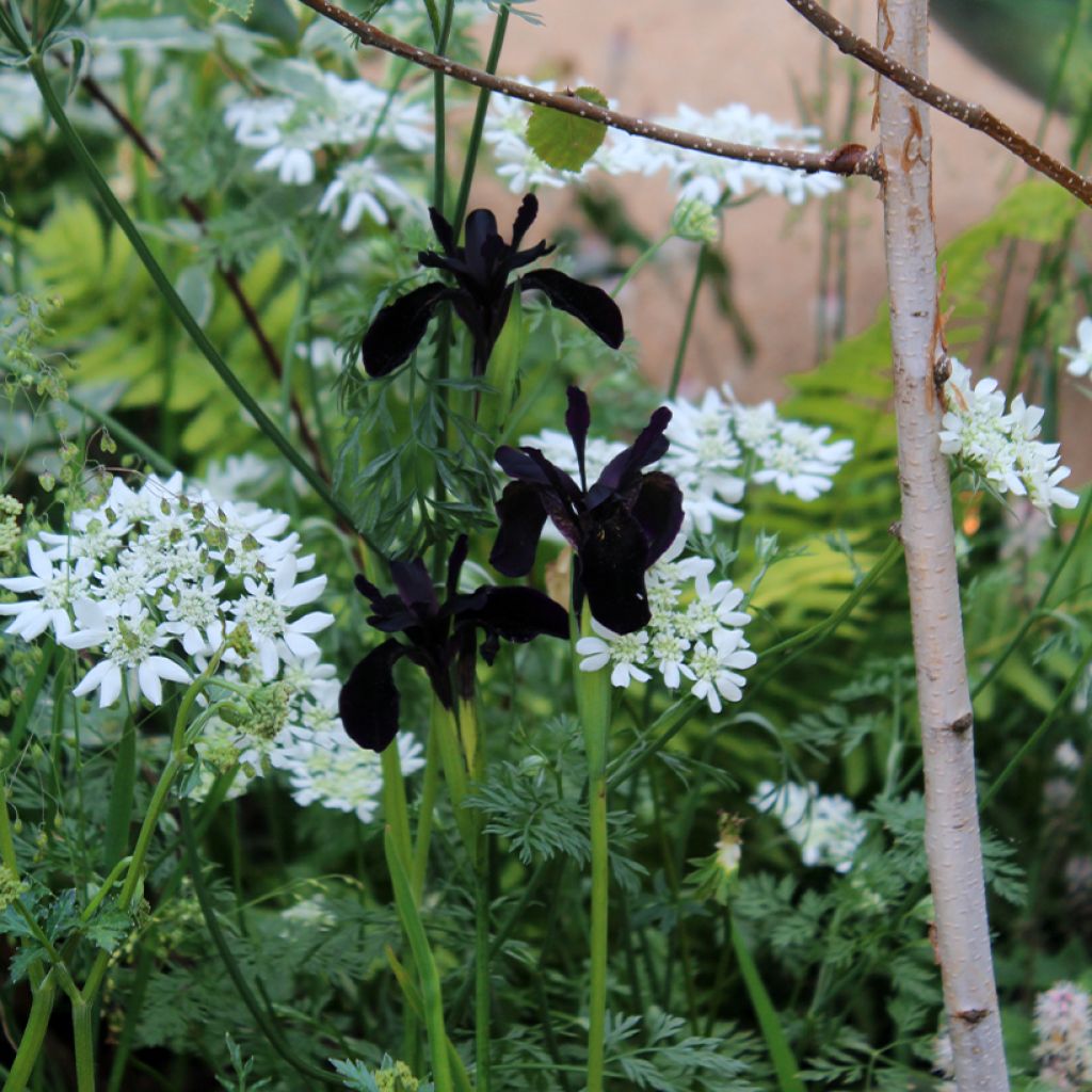 Iris chrysographes Black Knight - Giaggiolo