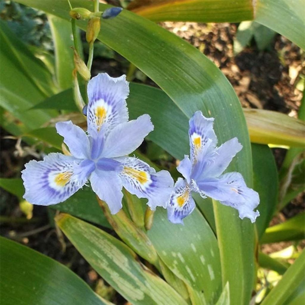 Iris confusa Martyn Rix - Giaggiolo