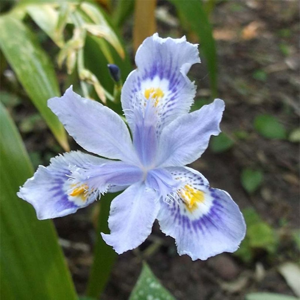 Iris confusa Martyn Rix - Giaggiolo