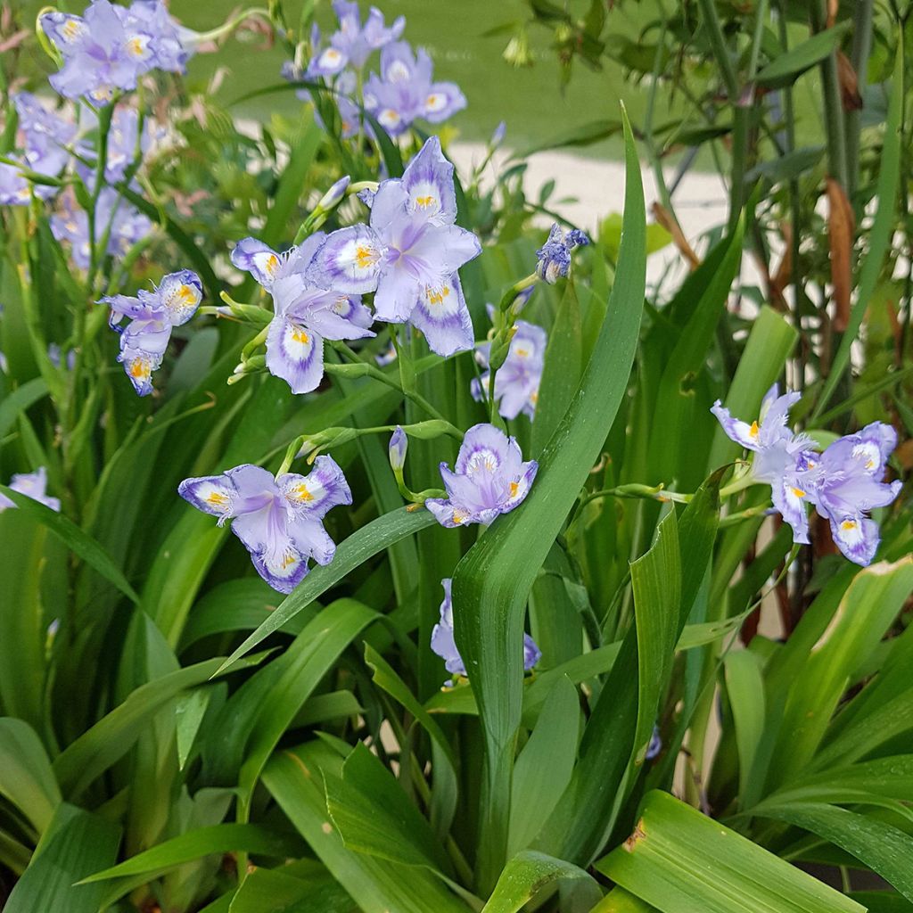 Iris confusa Martyn Rix - Giaggiolo