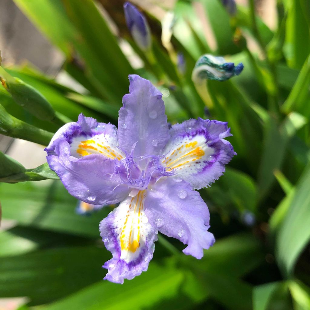 Iris confusa Martyn Rix - Giaggiolo