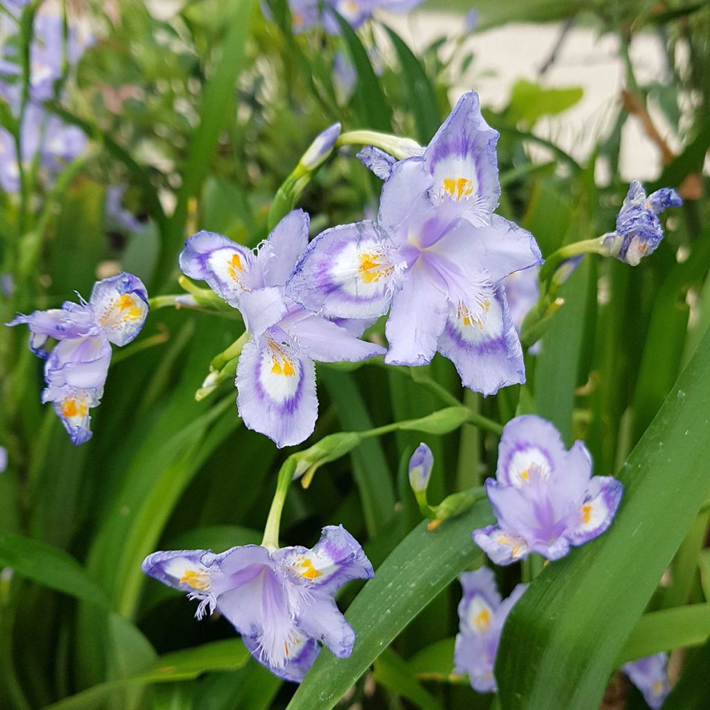 Iris confusa Martyn Rix - Giaggiolo