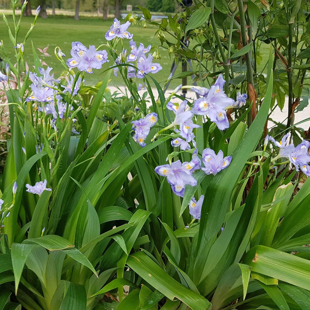 Iris confusa Martyn Rix - Giaggiolo