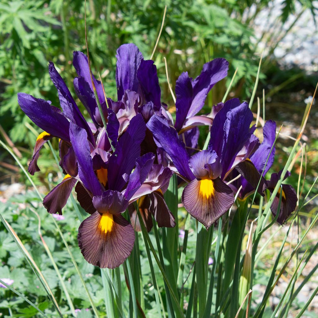 Iris hollandica Eye of the Tiger - Iris olandesi