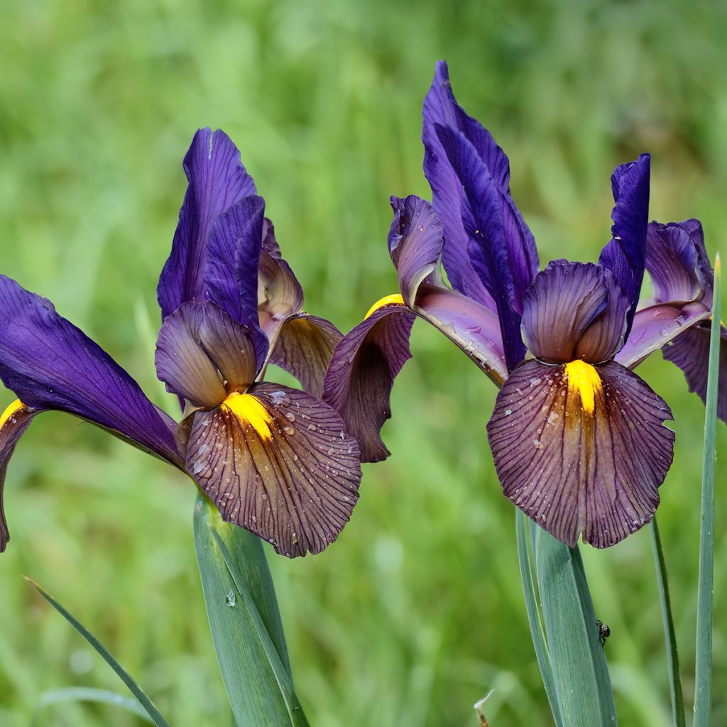 Iris hollandica Eye of the Tiger - Iris olandesi