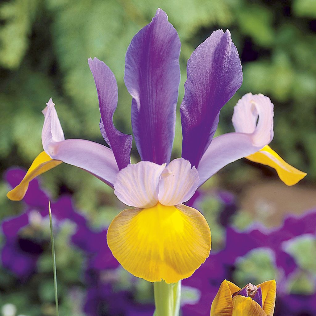 Iris hollandica Frans Hals - Iris olandesi