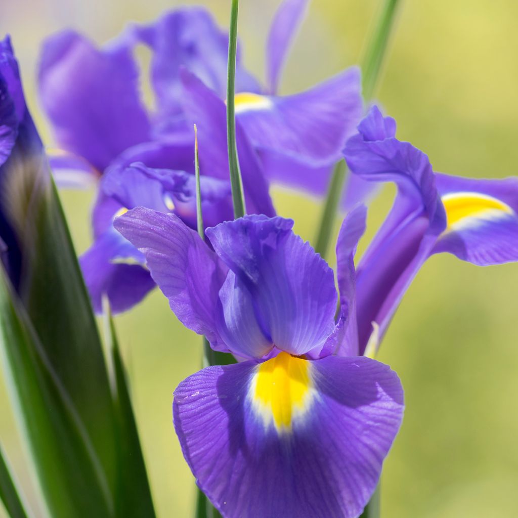 Iris hollandica Sapphire Beauty - Iris olandesi