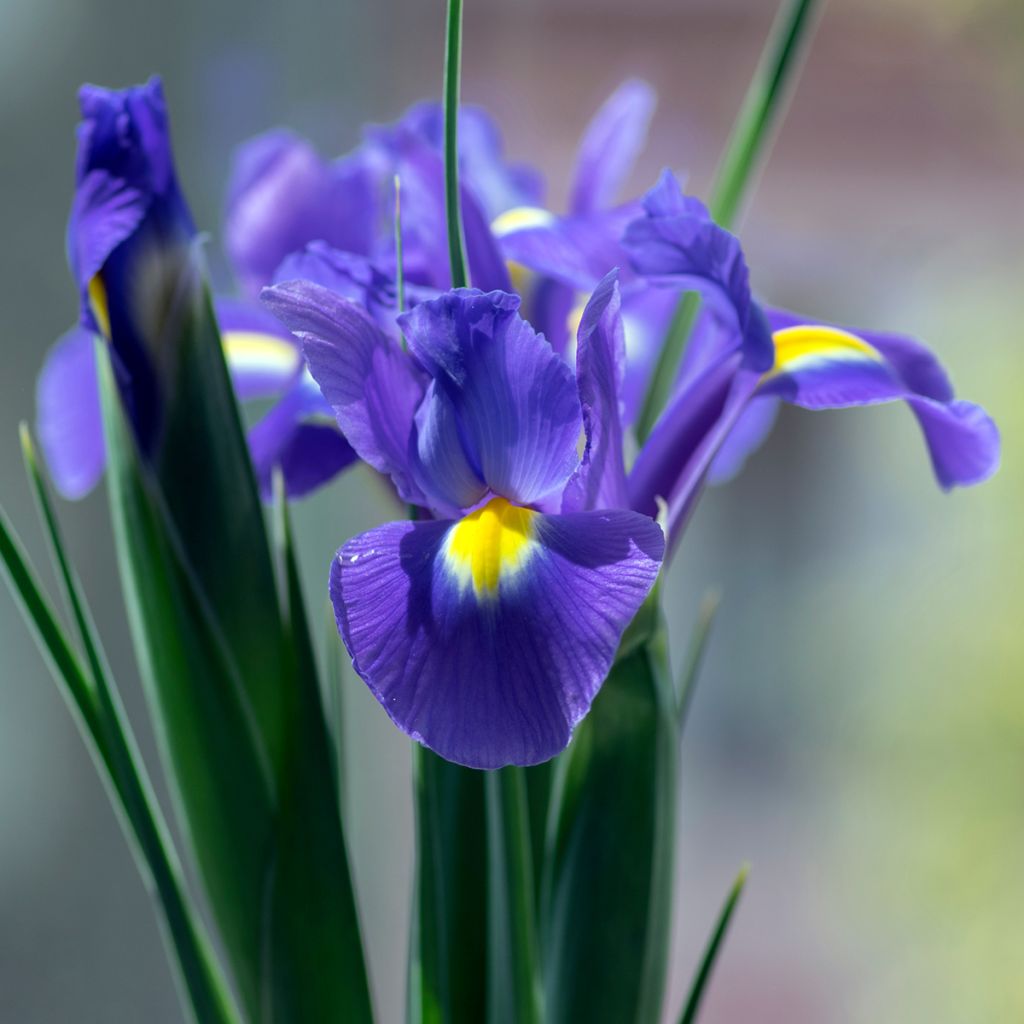 Iris hollandica Sapphire Beauty - Iris olandesi