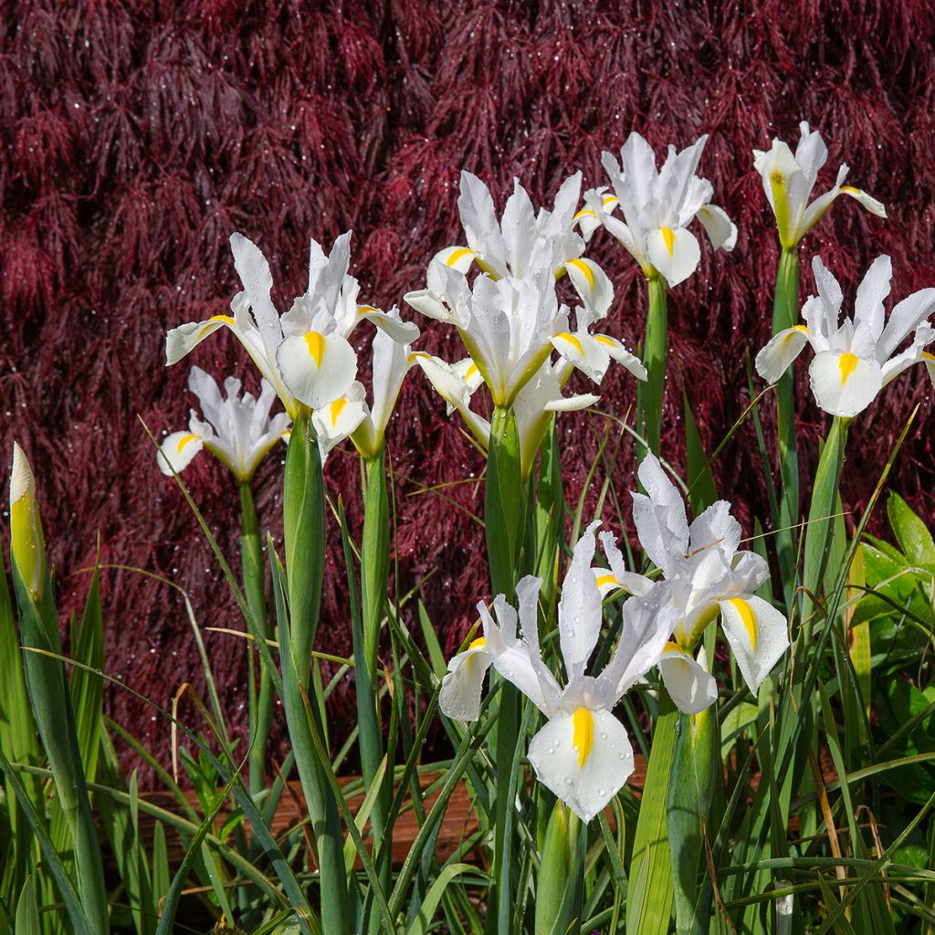 Iris de Hollande White Excelsior