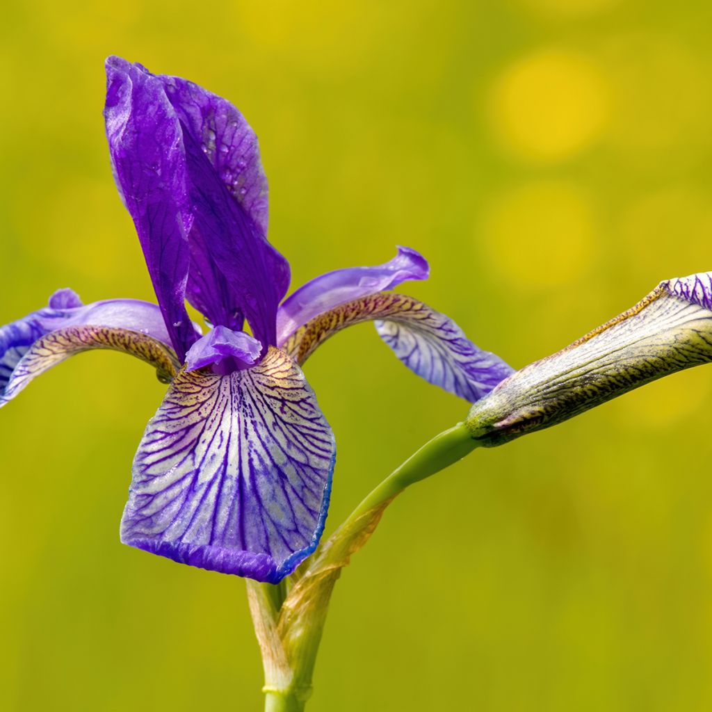 Iris sibirica Blue King - Giaggiolo siberiano