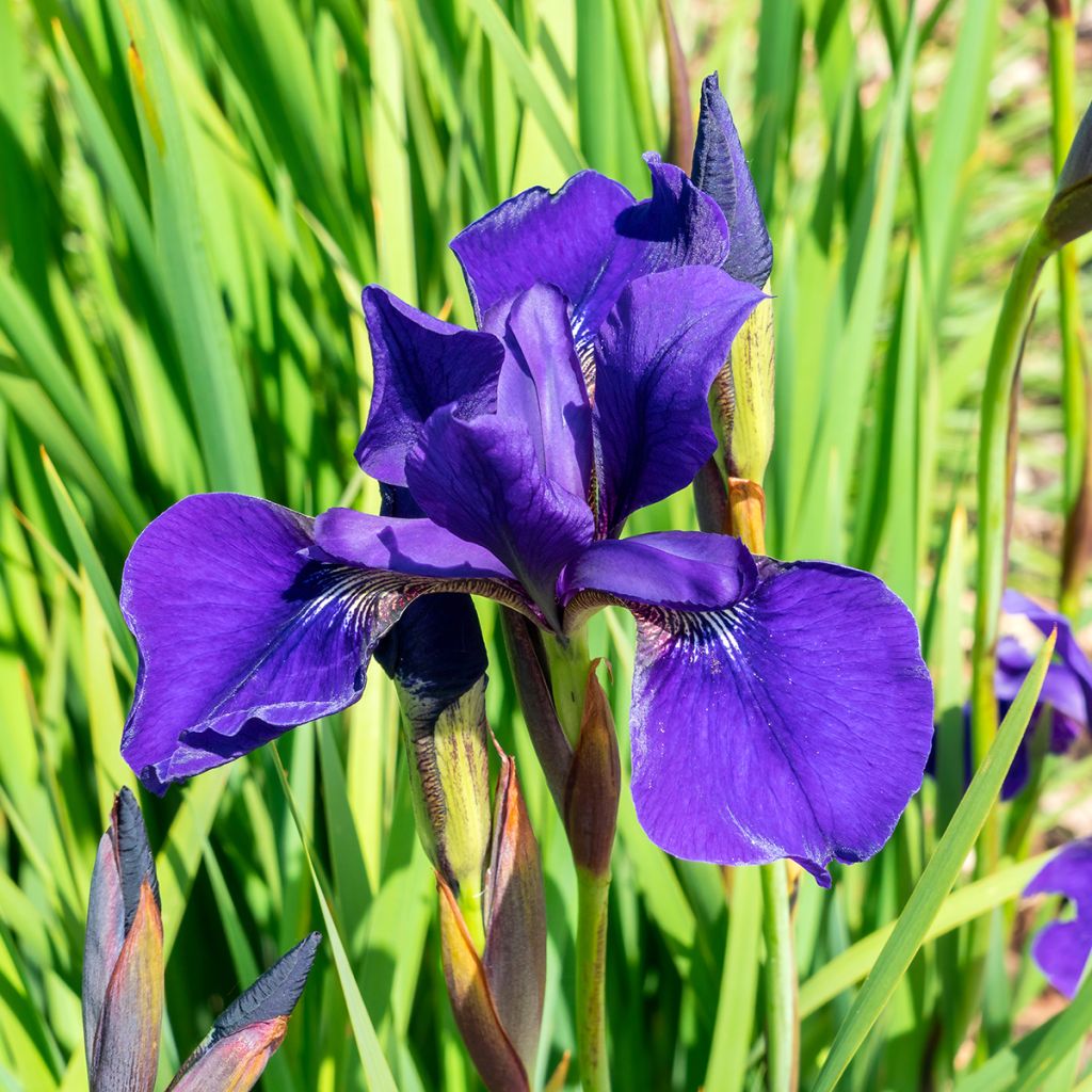 Iris sibirica Caesar's Brother - Giaggiolo siberiano