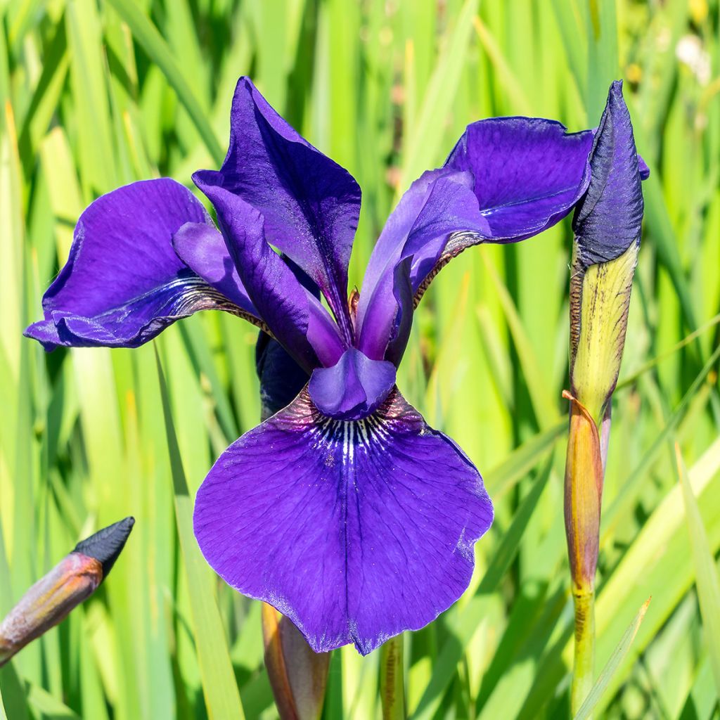 Iris sibirica Caesar's Brother - Giaggiolo siberiano