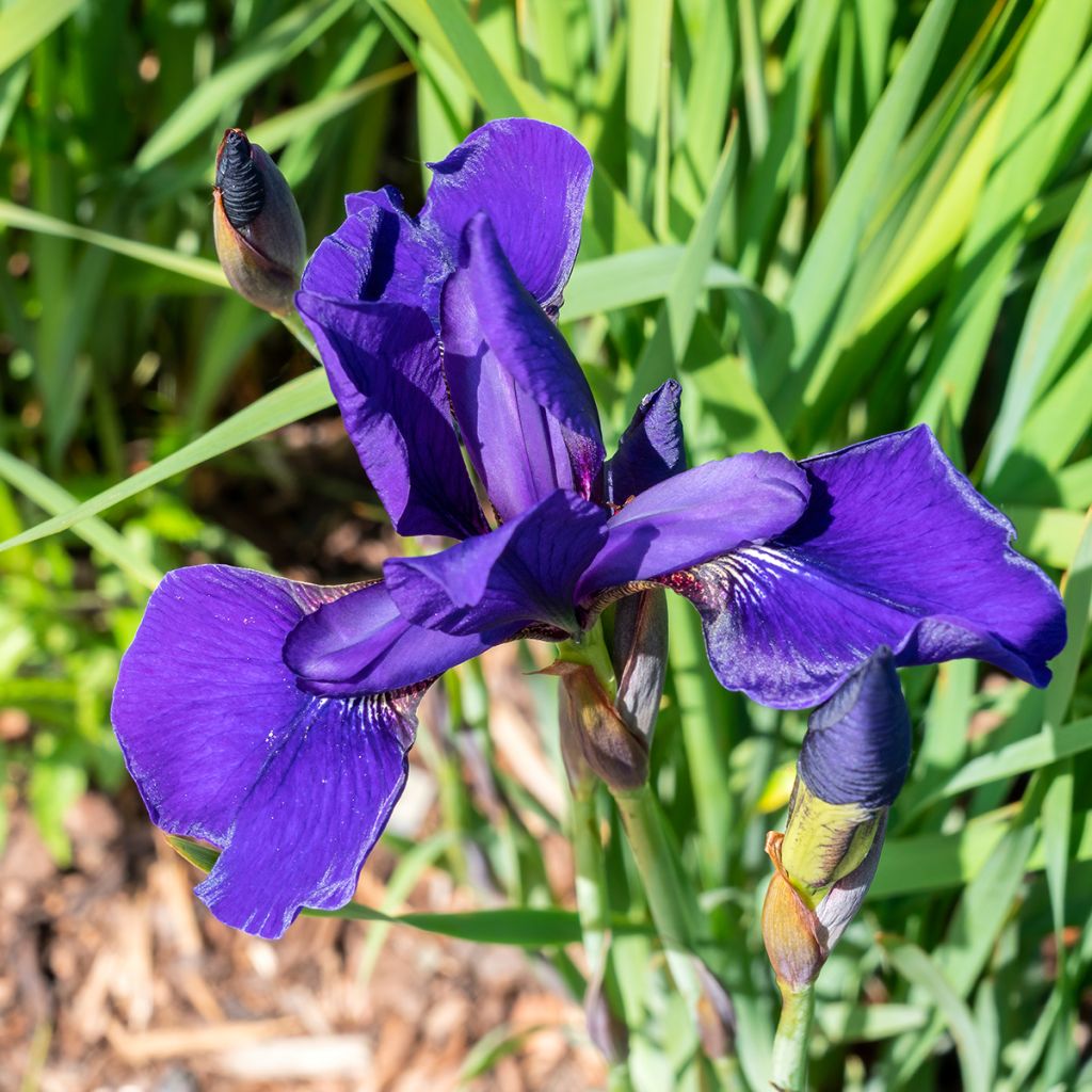 Iris sibirica Caesar's Brother - Giaggiolo siberiano