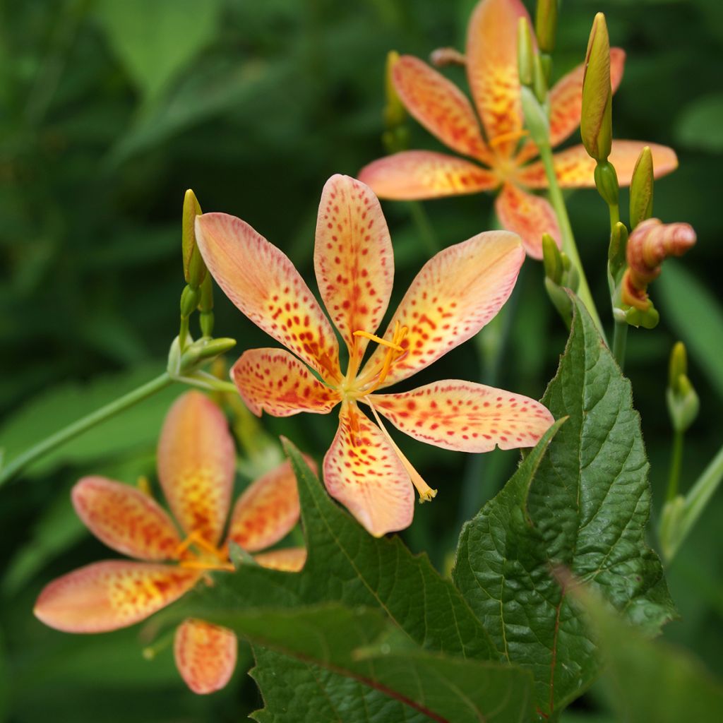 Belamcanda chinensis