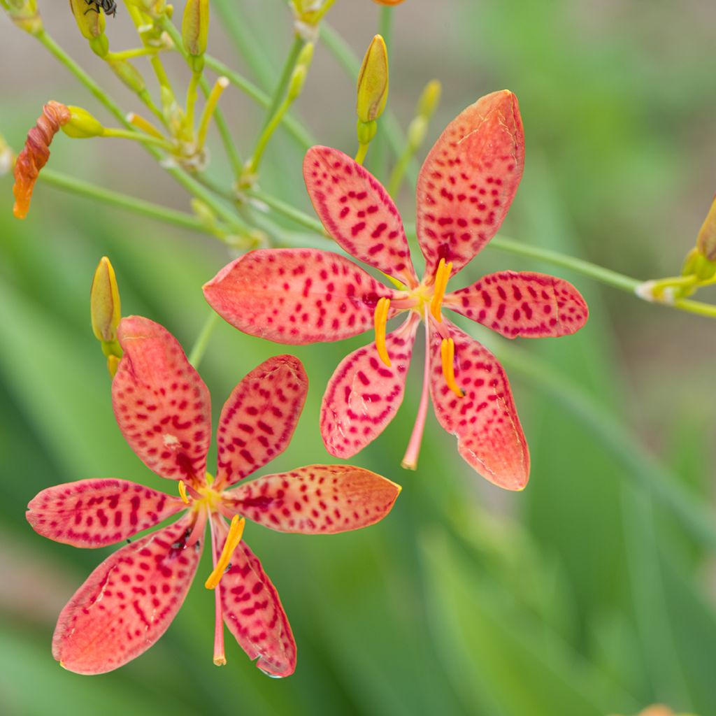 Belamcanda chinensis