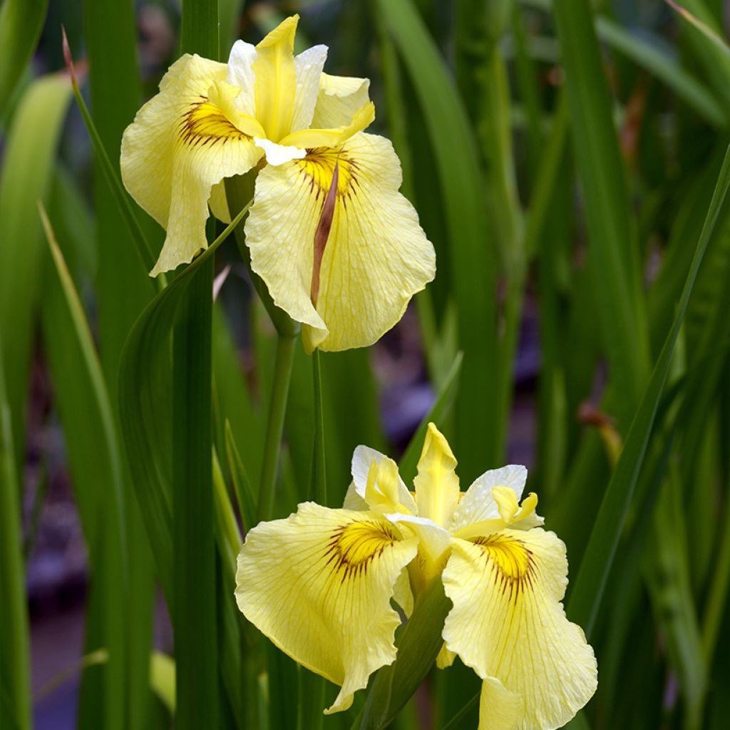 Iris ensata Aichi-no-Kagayaki - Iris giapponese