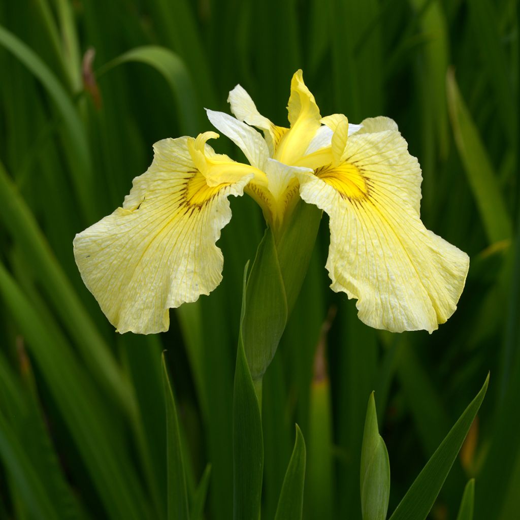 Iris ensata Aichi-no-Kagayaki - Iris giapponese