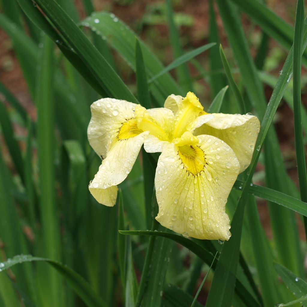 Iris ensata Aichi-no-Kagayaki - Iris giapponese