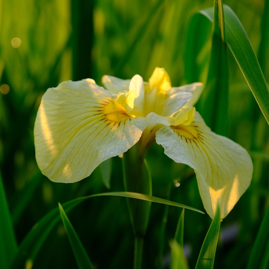 Iris ensata Aichi-no-Kagayaki - Iris giapponese