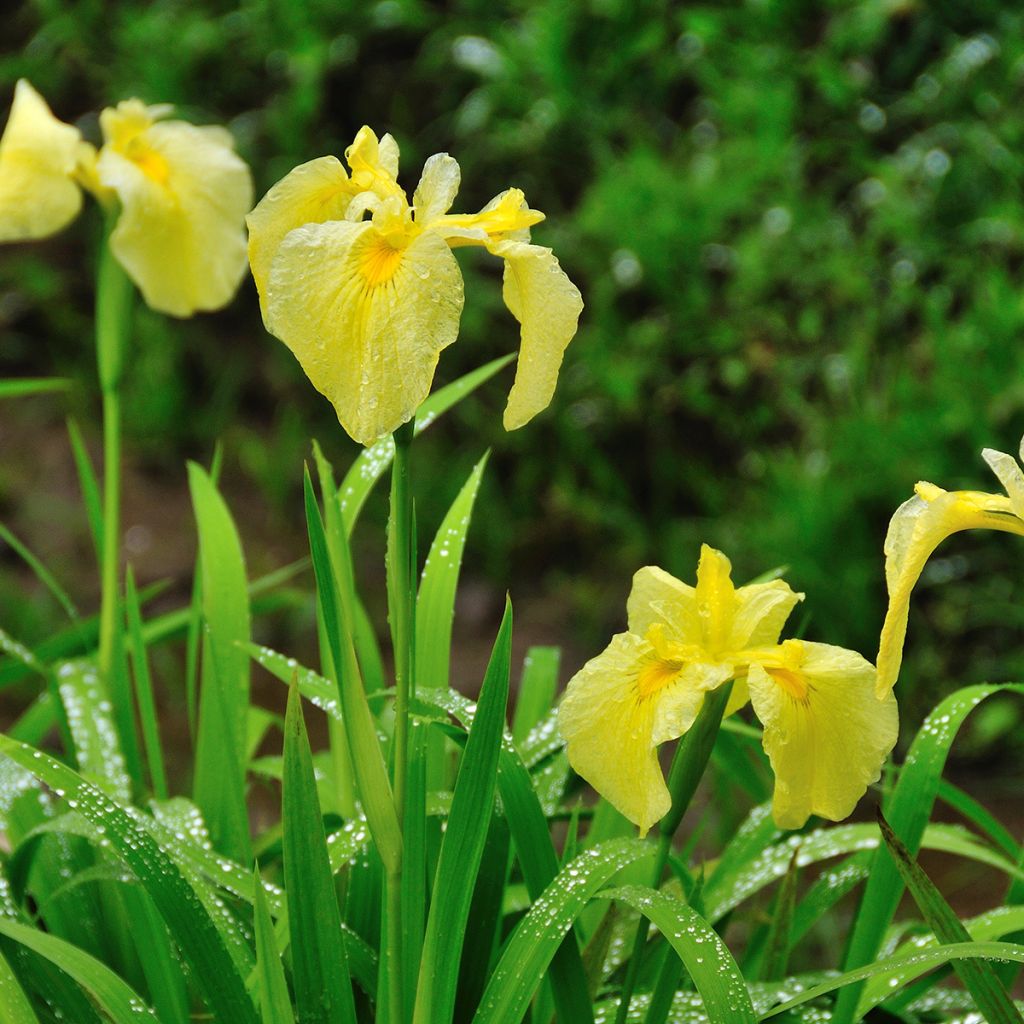 Iris ensata Aichi-no-Kagayaki - Iris giapponese