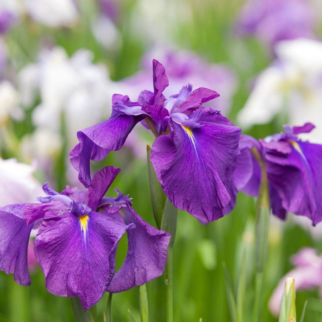 Iris ensata Sea of Amethyst - Iris giapponese