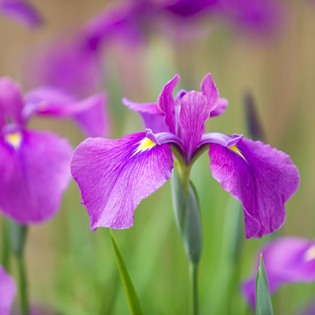 Iris ensata Sea of Amethyst - Iris giapponese