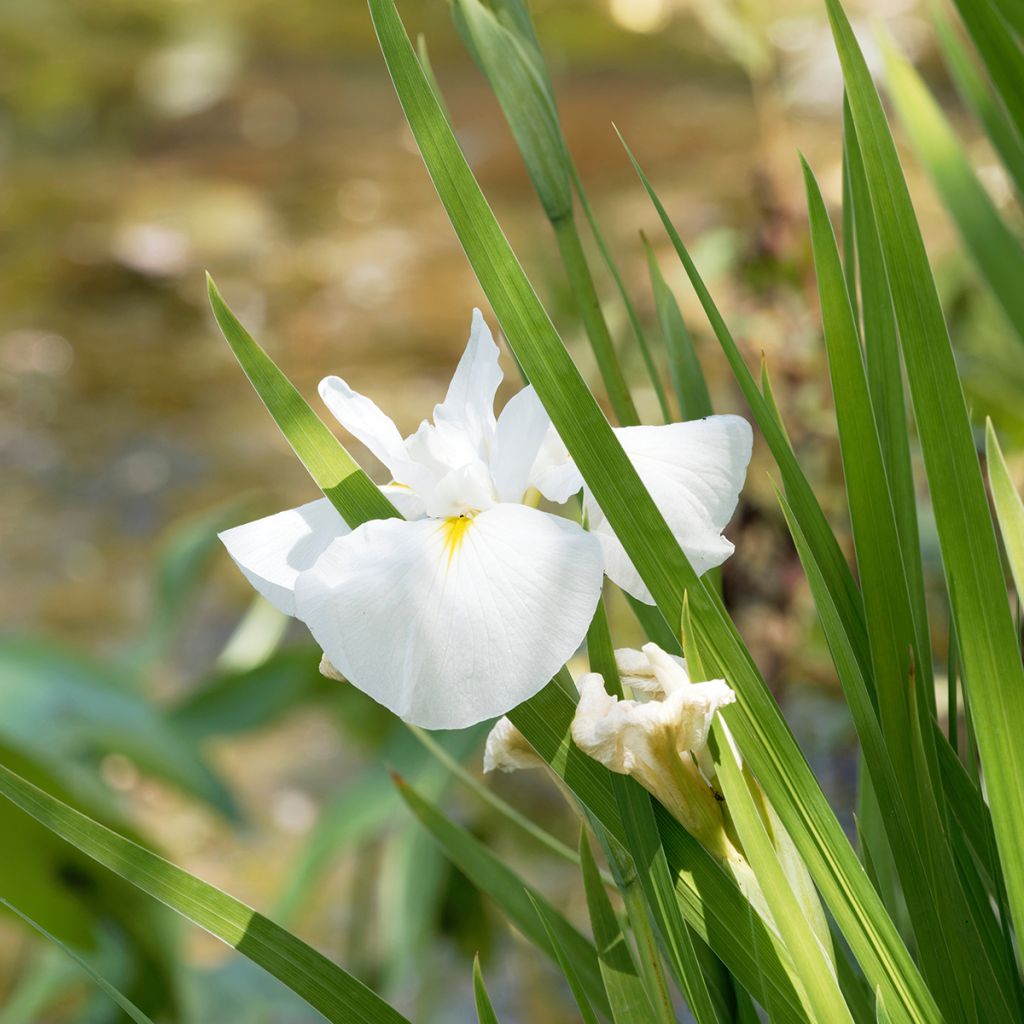 Iris ensata Diamant - Iris giapponese