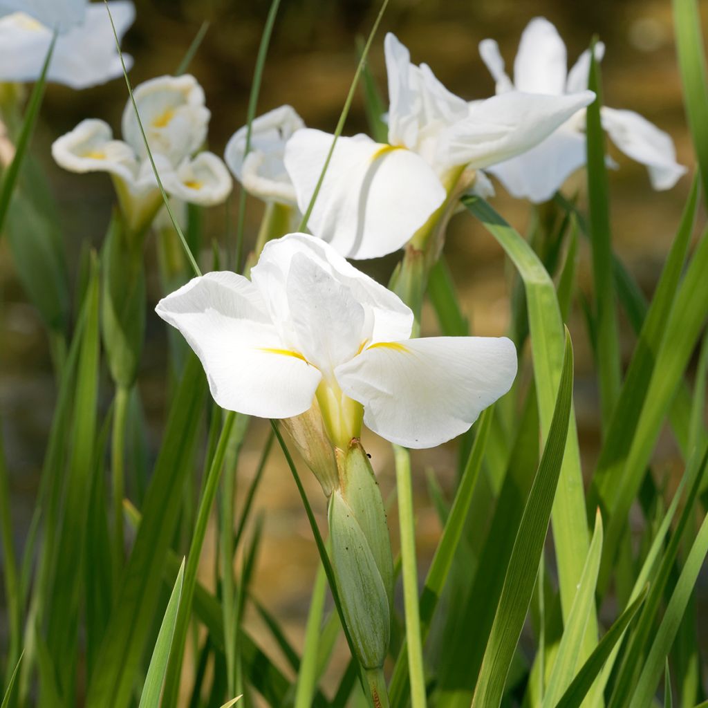 Iris ensata Diamant - Iris giapponese