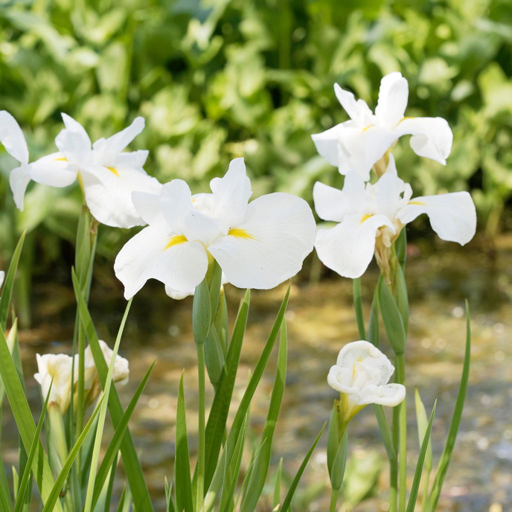 Iris ensata Diamant - Iris giapponese